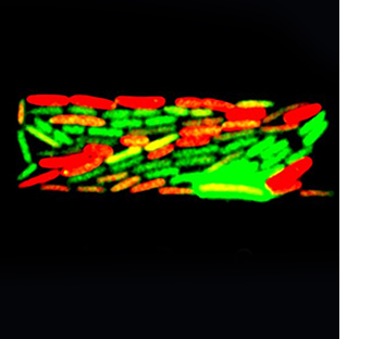 In the image above, fluorescent protein oscillations spontaneously emerge in an engineered gene circuit that contains a negative feedback loop. 