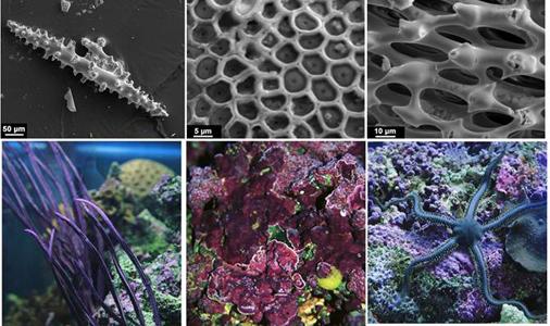 Image comparing research structures to biological structures